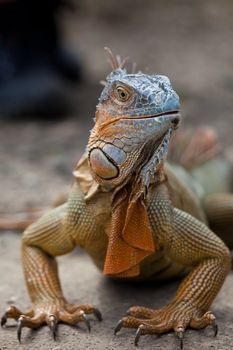 Large iguana in closeup