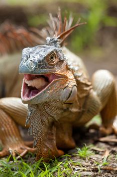 Large iguana eating a banana with it's mouth open