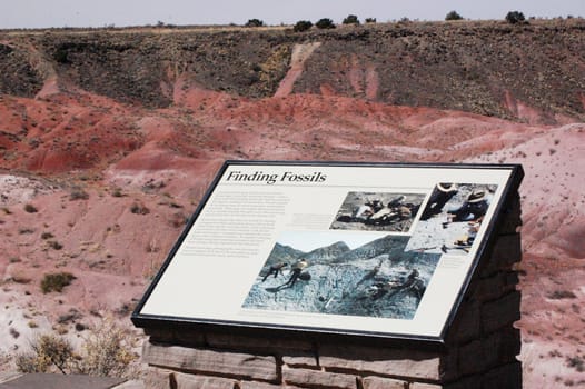 Petrified Forest - Finding Fossils
