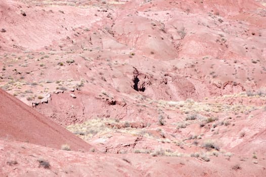 Petrified Forest - Painted Desert