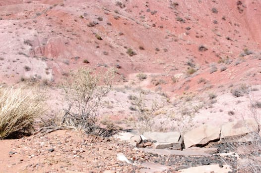 Petrified Forest