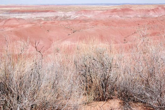 Petrified Forest