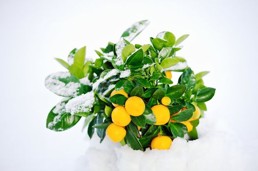 Snow on the green leaves of shrub with oranges