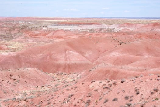 Petrified Forest