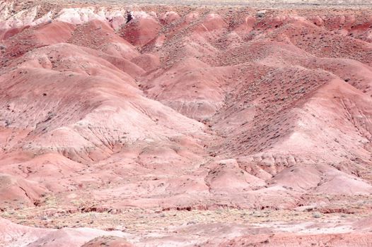 Petrified Forest