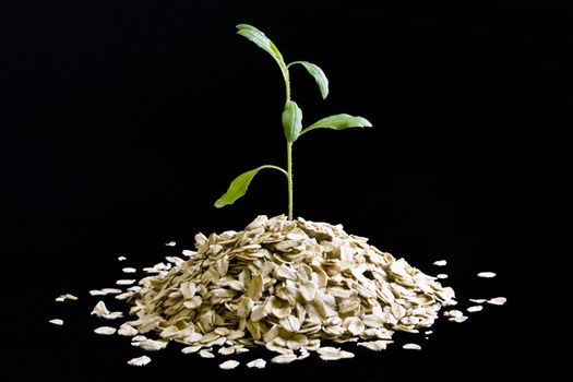 Small plant growing from a pile of dry oatmeal on black background