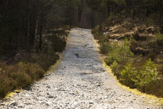 Road through a forrest