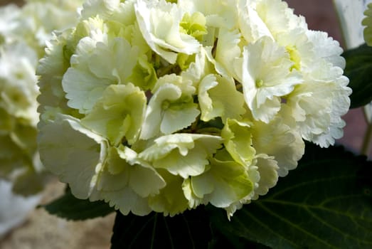 Close-up of a cluster of white hydrangea in the spring.