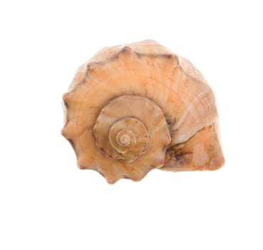 Seashell isolated-frontal  on white background