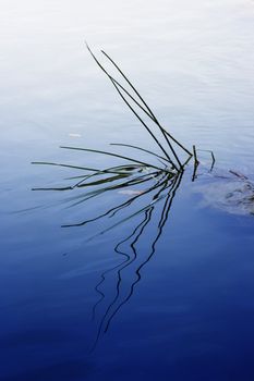 a plant and its reflexion in the water