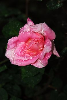 spring roses with rain drpos