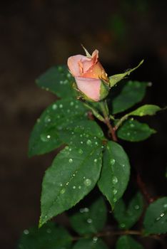 spring roses with rain drpos