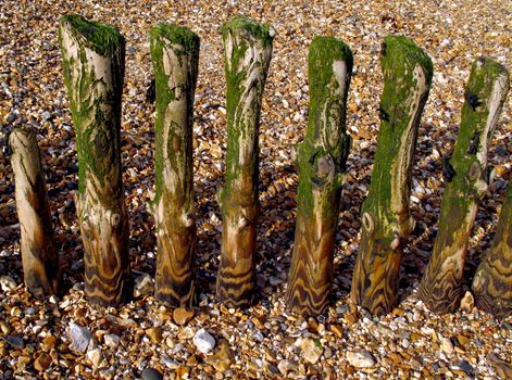 Weathered groyne posts coated in a seaweed slime