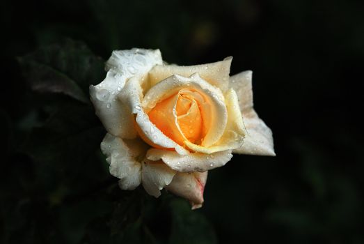 spring roses with rain drpos