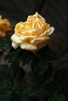 spring roses with rain drpos