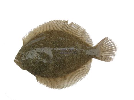 an image of isolated fresh flat fish