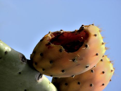 Photo presents cactus on the sky background.