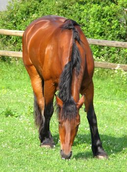 This image shows a portrait from a brown stallion