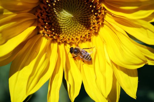 This image shows a sunflower with clear blue sky and a little bee