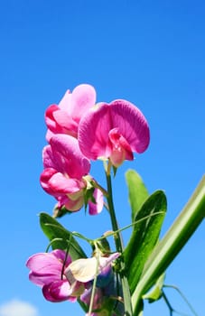 This image shows a sweet pea with blue sky
