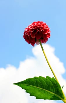 This image shows a red dahlia with cloud