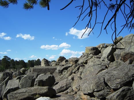 Trees and rocks