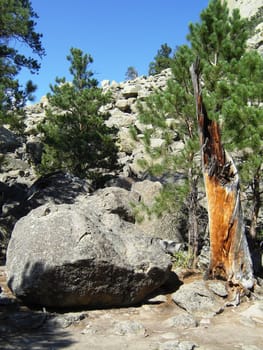 Trees and rocks