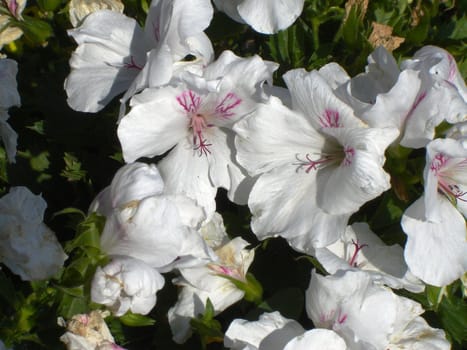 White flowers