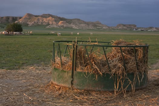 round metal cattle feeder with corn straw, white cows, green pasture and chalk bluffs in background, Pawnee Grassland, northern Colorado