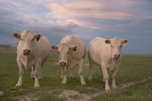 open range white cows in Pawnee Grassland, northern Colorado