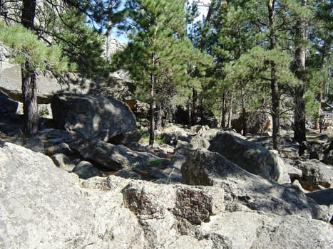 Trees and rocks