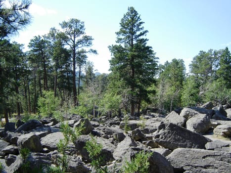 Trees and rocks