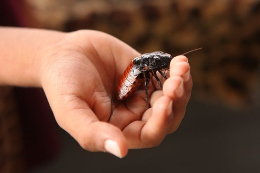 Hissing Madagascar Cockroach in a Childs Hand