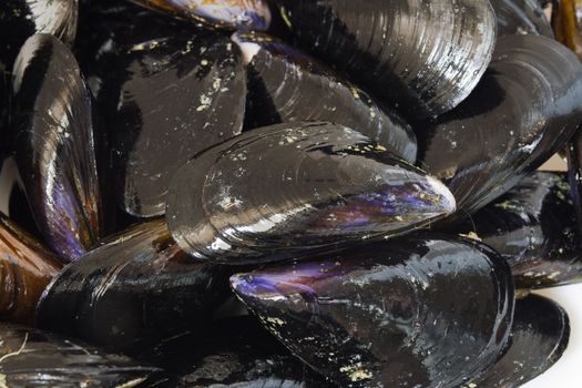 Fresh mussels in a white plate