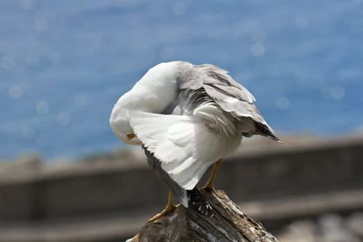 Seagull on a rock near the sea