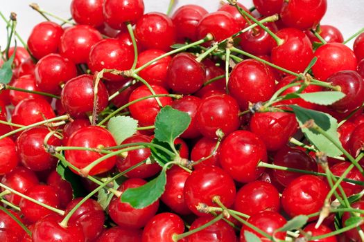 a group of ripe sour cherries under the sun