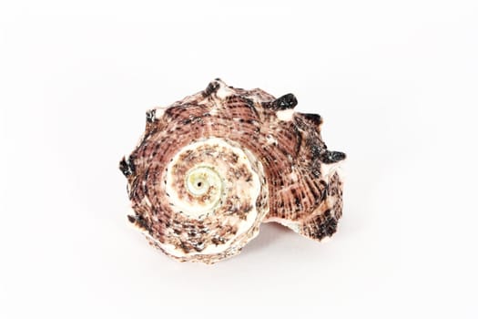 One seashell isolated on white