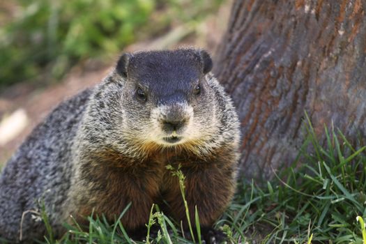 An alert groundhog (Marmota monax) beside a tree.