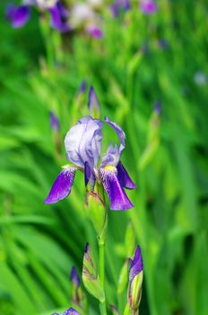 Blue iris on a green  iris plant