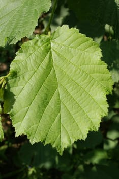Closeup shot of a green hazelnut leaf