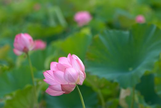 It is the beautiful lotus flower photo.