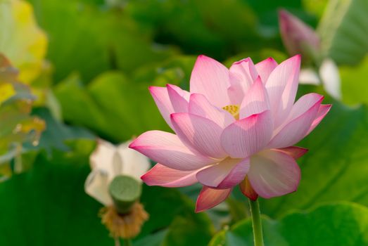 It is the beautiful lotus flower photo.