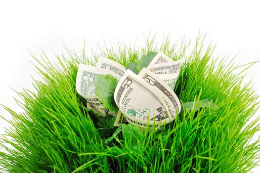 Several banknote folded inside the green grass and leaves
