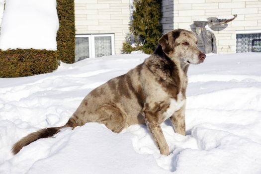 Guard dog sitting in the snow in front of a white brick house.