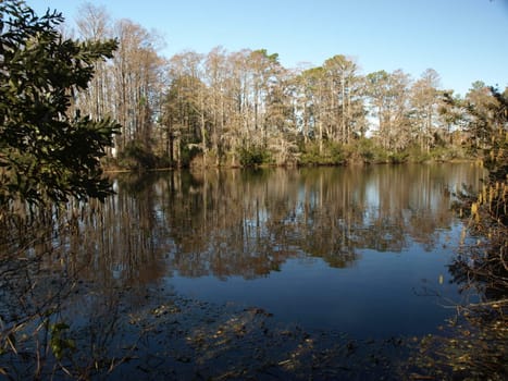 Trees along the shore of a swampy lake during the winter