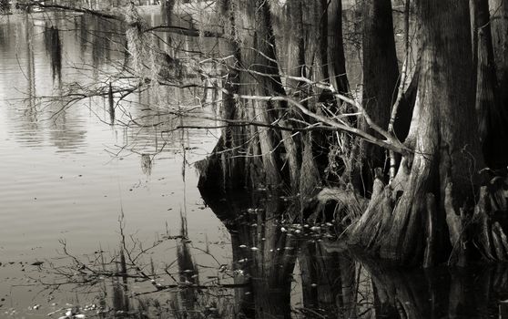 Trees along the shore of a swampy lake shown in black and white