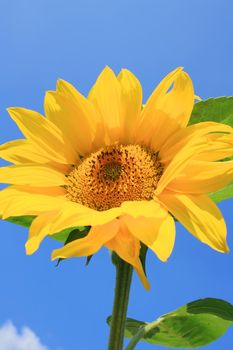 this image shows a sunflower with clear blue sky