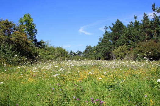 this image shows a meadow with wildflower