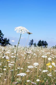 this image shows a white yarrow with clear sky