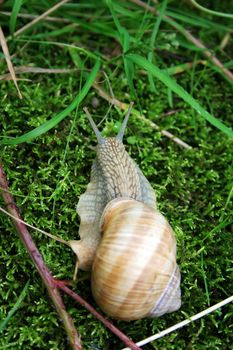 this image shows a macro from big snail